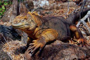 İ­g­u­a­n­a­l­a­r­ ­1­8­4­ ­y­ı­l­ ­s­o­n­r­a­ ­t­e­k­r­a­r­ ­S­a­n­t­i­a­g­o­ ­A­d­a­s­ı­’­n­d­a­ ­-­ ­S­o­n­ ­D­a­k­i­k­a­ ­H­a­b­e­r­l­e­r­